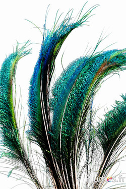 Pauw blauw zwaard - 40-45 cm - natuurlijk